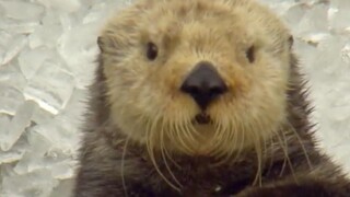 This is what a tough guy should watch! The little sea otter choked on an ice cube