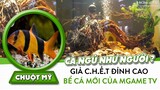 Cá có cần ngủ như người không ? Cận cảnh cá chuột Mỹ nằm ngủ giả chết cực kỳ đỉnh cao