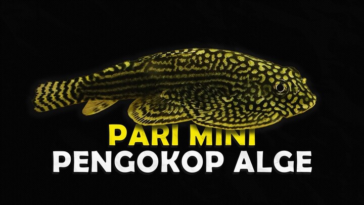 BORNEO SUCKER MERUPAKAN SALAH SATU ALGAE EATER TERBAIK YANG PERNAH ADA