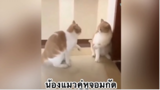 สัตว์เลี้ยง เพื่อนขนปุย : น้องแมวคู่หูจอมกัด