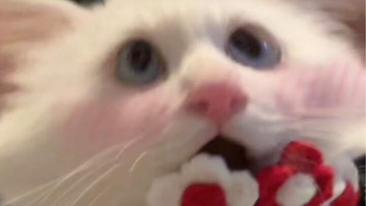 What should I do? This time it’s pretty cute~