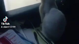 cat playing cockroach ☺️🤗