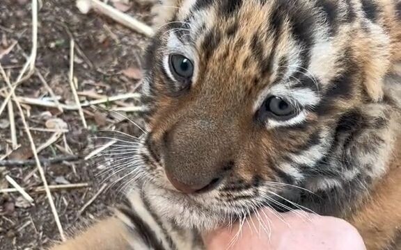 [Big Cat] Don't be scared! I'm here to give you a massage!
