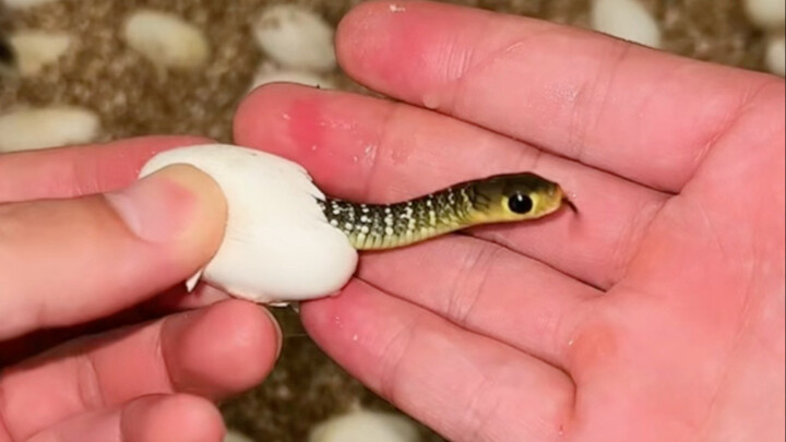 Bagaimana rasanya secara langsung membantu kelahiran seekor bayi ular!!!