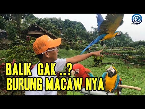 BURUNG MACAW PULUHAN JUTA DI LEPAS... FREE FLY