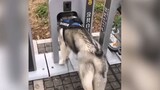 [Cún cưng] Video về Husky, đáng yêu cực kỳ!