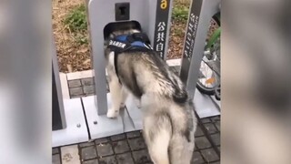 [Pecinta Anjing] Kekonyolan yang hanya bisa dilakukan Husky