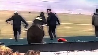 熊：谁扔的炮仗