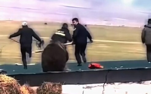 الدب: من الذي ألقى المفرقعات؟