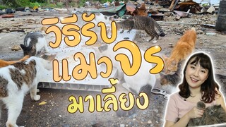 วิธีรับแมวจรมาเลี้ยง ! : EP35