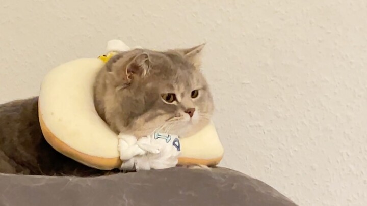 If you’re a sea cucumber, you’ve gotta share the pain—Bread Skin Limited Edition Is Back!