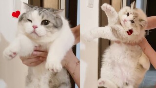 Cat Wall-Sticking Intelligence Test Competition