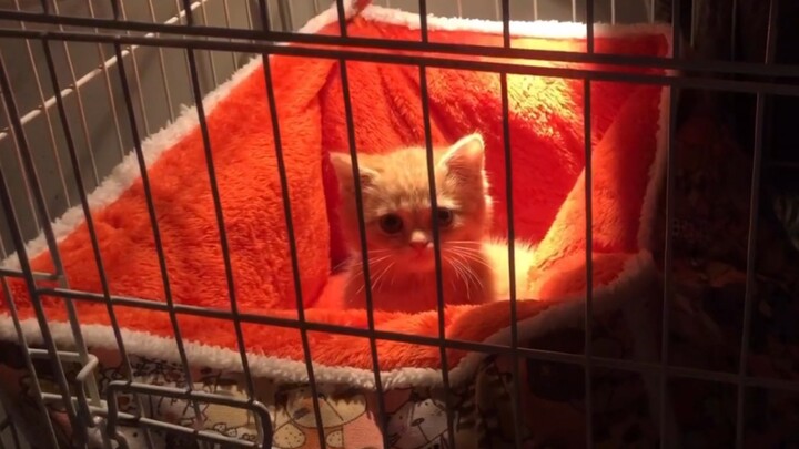 ฉันน่าจะเห็นเอลฟ์แล้วล่ะ