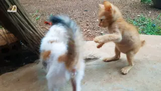 Short tail kitten and stray kitten will make you smile alone