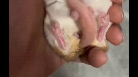 【Repost】Tikus yang Melawan Takdir
