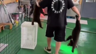 The Bear People will never be slaves... Woohoo, is there no one speaking up for me?