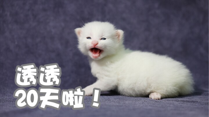 Em bé chưa chết hẳn đã được 20 ngày tuổi rồi!