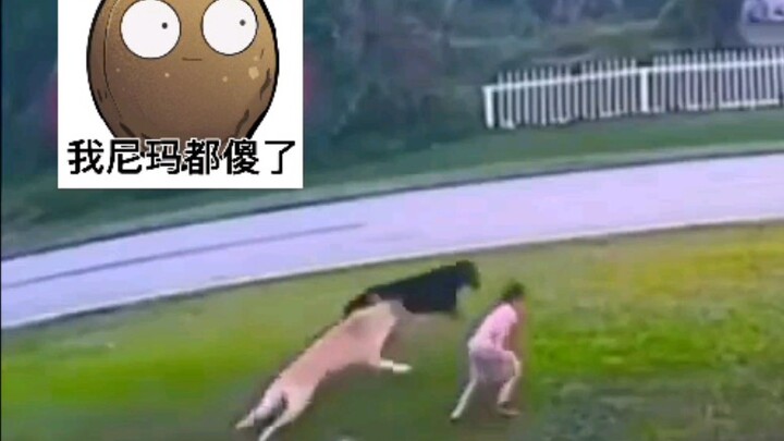 Anjing Dewa Penjaga Negara! Anjing Peliharaan Level Dewa Selamatkan Anak dan Balas Dendam ke Anjing 