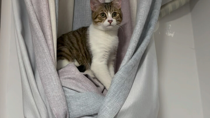 How on earth did it get up there?