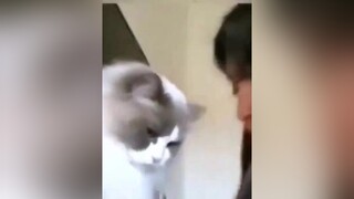 đúng là mèo nhà người ta không làm tôi thất vọng🤤mèo meow đú nhanguoita dongvatdethuong