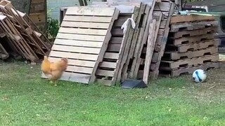 كلب رعي أسترالي مشاكس يلهو مع الدجاج في الفناء: هيا بسرعة اركضي وراءي!