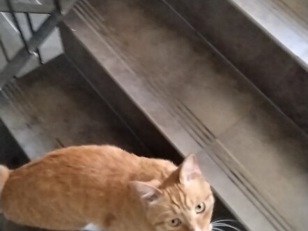 How do I get rid of stray cats?