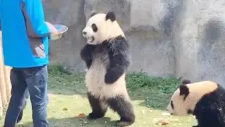When panda realizes he's a national treasure, he becomes insufferable!