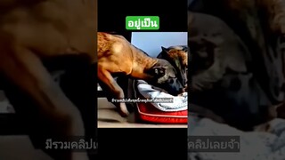 ^มีรวมคลิปเต็มชุดนี้กดดูลิงค์ด้านบนเลยจ้า^ อยู่เป็น