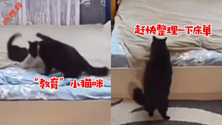 小猫疯狂拆家，猫妈妈教育后仔细善后：省得到时候连累我