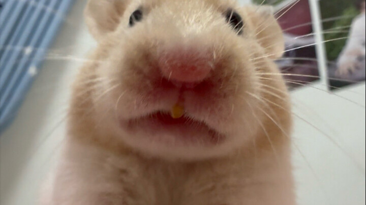 A single corn kernel looks huge in the little mouse’s hands.