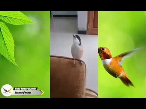 Cendet Jinak Gacor | Main Tangan