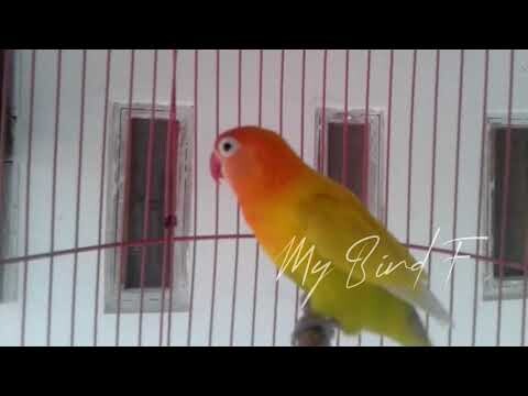 1 Menit Saja LOVEBIRD ini Bersuara, LOVEBIRD Lain DIJAMIN Jadi CEREWET Gacor