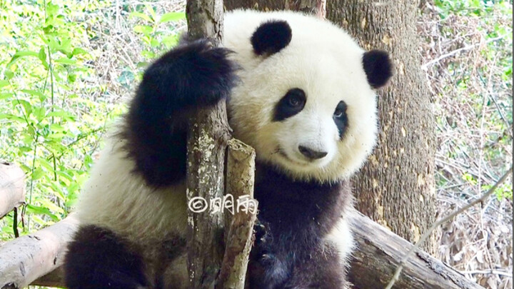 After Hua Hua woke up, she noticed a bunch of bipeds gazing at her. Then they started getting up clo