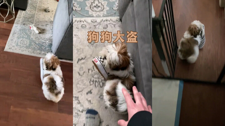 โจรหมาตัวใหญ่