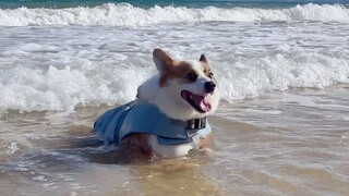 كوري: البحر ليس عميقًا جدًا، أخيرًا يمكنني اللعب بالماء!