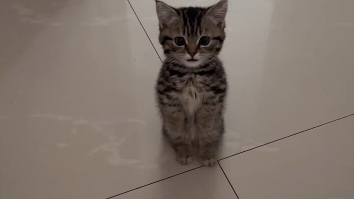 หมีก็อยากขึ้นเตียงด้วย!