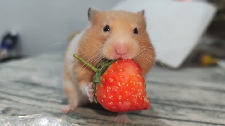 Lãng phí 2 phút chỉ để xem chú chuột hamster nhỏ cố gắng ăn cả một quả dâu tây