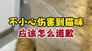 Stepped on a cat's paw by accident—just saying sorry won't cut it❗ You've got to apologize like this