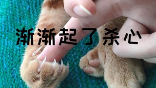 给你们看看猛虎的利爪