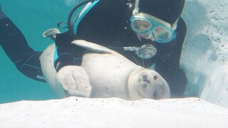 حوض أسماك كاييو كان يزعج الفقمات مجدداً أثناء قيام المربين بتنظيف المكان