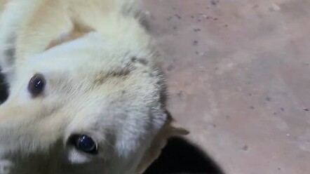 #Những chuyện thường ngày của chú chó ngốc