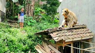 Heboh!! Kera Liar Masuk Kampung,Warga Panik