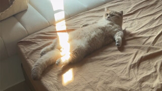 Who knows when the kitten wakes up