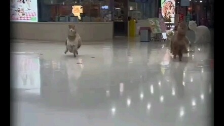 วันที่ 13 ตุลาคม ที่ไท่หยวน เมาเอ๋อเทียนตี้ ตัวเฉ่าหนีหม่าแหกคุกแล้ว!