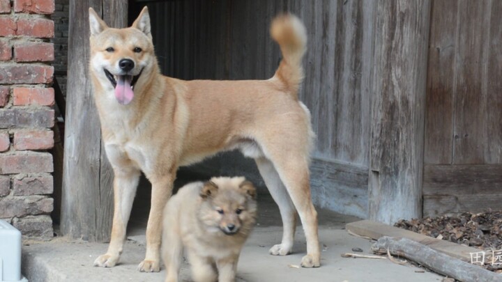 A mouse steals oil tea fruits—time for the dog to step in! It nabbed the thief in no time—this pup i