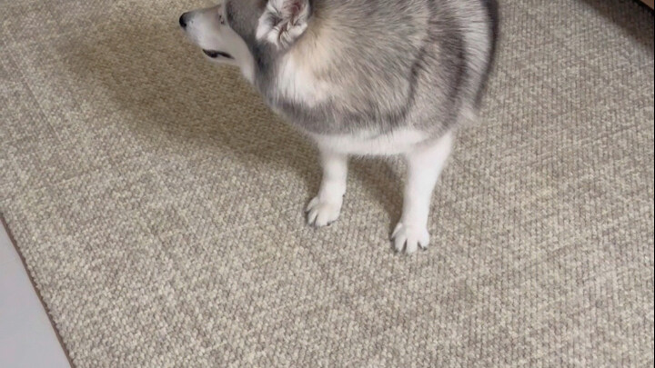 I admit, the dog just taught me a valuable lesson today! I’m gonna cry for a bit first 😭