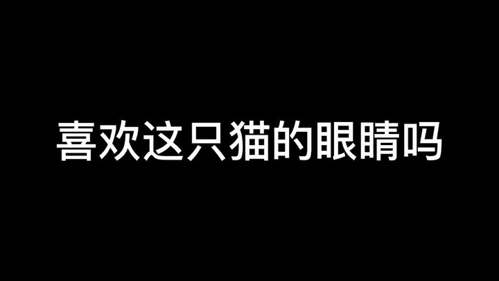 【苏绣】你喜欢这只猫的眼睛吗？