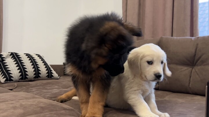 The first meeting between the little German Shepherd and the little Golden Retriever