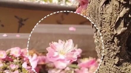 The joy of pruning plum blossoms: the blossoms, tangled in spiderwebs, look utterly poetic. Netizens