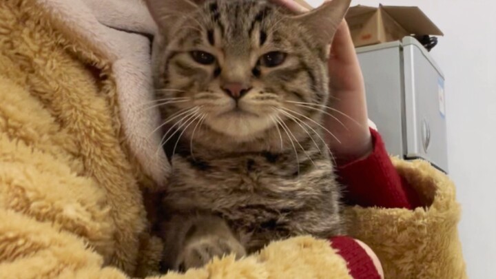 ใครนอนไม่หลับ เชิญเข้ามาฟังแมวขับรถแทรกเตอร์กัน!